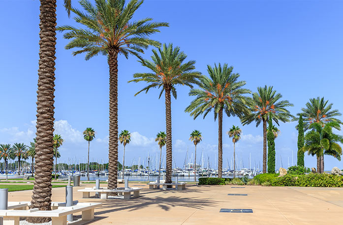 Several palm trees lined throughout the shoreline in St. Petersburg. Each palm tree has white benches surrounding it. In the distance, there are sailboats docked on the water.