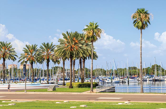 Behind a road, there are several palm trees lined throughout the shoreline in St. Petersburg. In the distance, there are sailboats docked on the water.