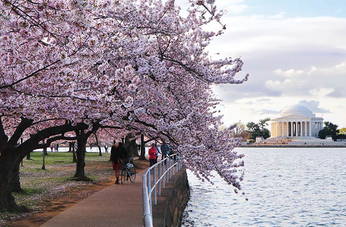 A fully-bloomed pink and white cherry blossom tree hangs over a walking path alongside the Tital Basin with the perfect distant view of Jefferson Memorial.