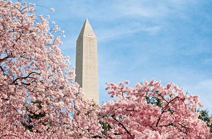 Bright pink cherry blossom trees fill the foreground, as the upper half of the Washington Monument, a tall, narrow structure with a triangular peak, emerges.