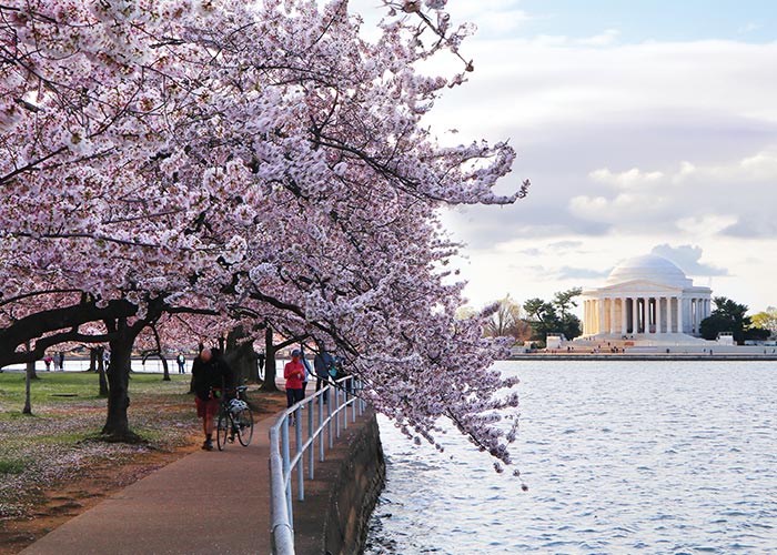 A fully-bloomed pink and white cherry blossom tree hangs over a walking path alongside the Tital Basin with the perfect distant view of Jefferson Memorial.